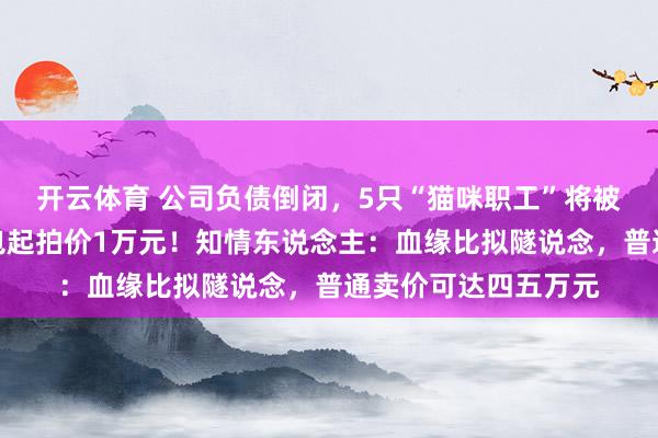 开云体育 公司负债倒闭,5只“猫咪职工”将被法院拍卖还债,打包起拍价1万元!知情东说念主:血缘比拟隧说念,普通卖价可达四五万元